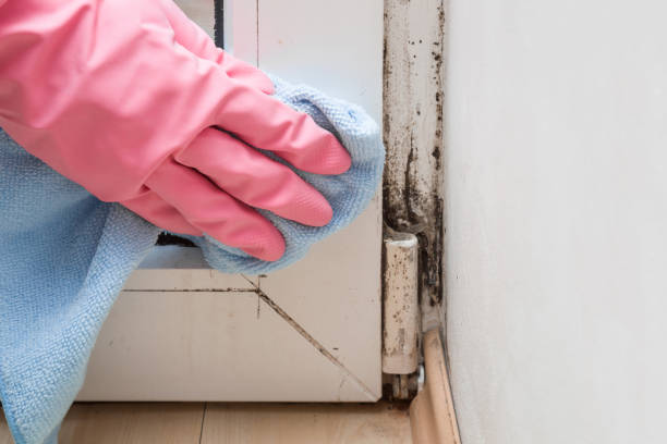 Certified Mold Removal in St Paul, NE